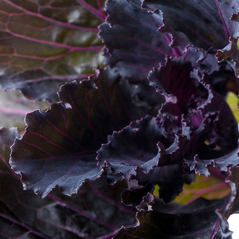 Cavolo riccio Black Leaf F1 (Fogliame)