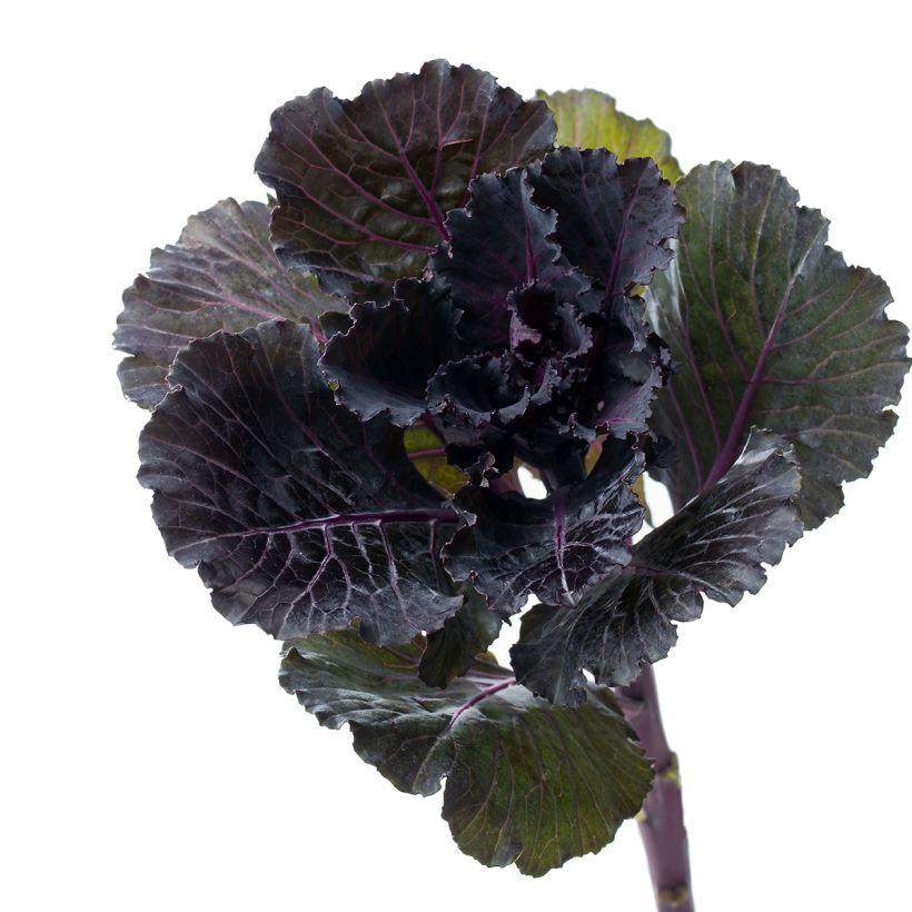 Cavolo riccio Black Leaf F1 (Raccolta)