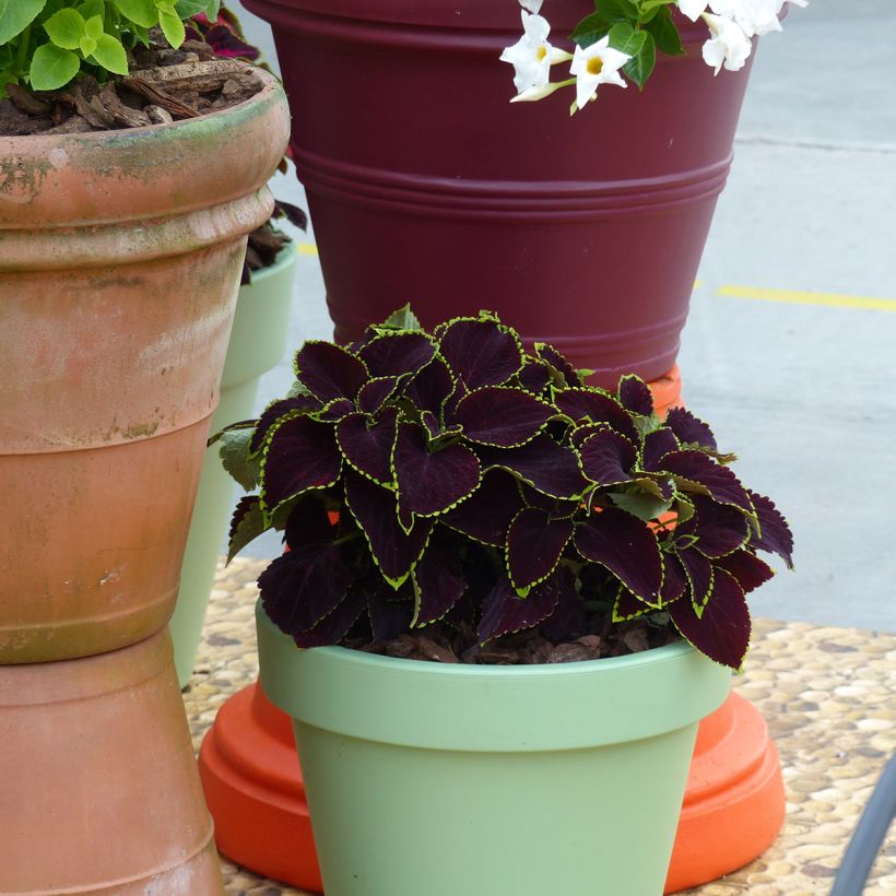 Coleus Mezmerize​ Chocolate Lime Edge (semi) - Coleo (Porto)