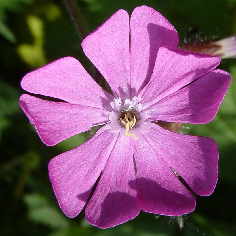 Silene dioica (Fioritura)