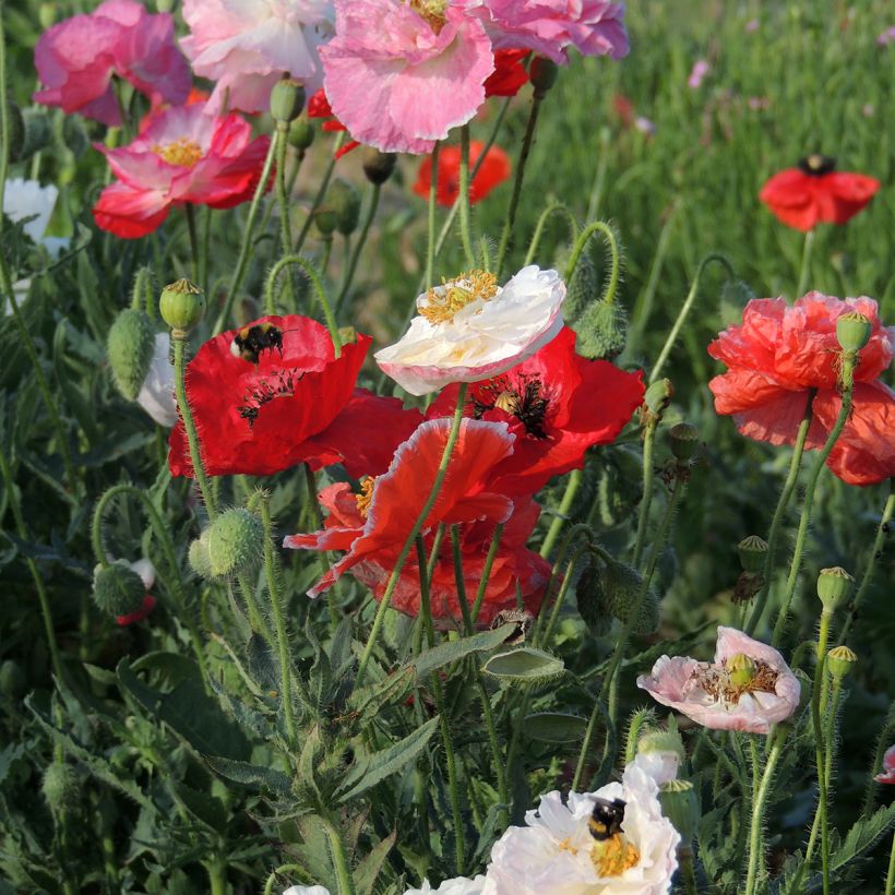 Papaver rhoeas Shirley Mix BIO (semi) - Papavero comune (Fioritura)