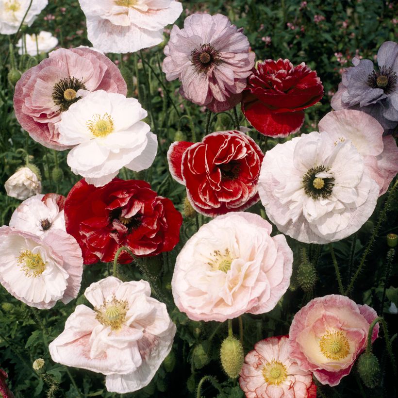 Papaver rhoeas double Dawn Chorus Mix (semi) - Papavero comune (Fioritura)