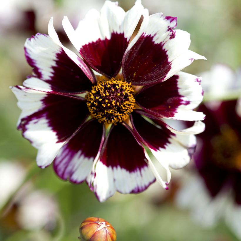 Coreopsis tinctoria Incredible! Swirl (semi) - Coreopside (Fioritura)