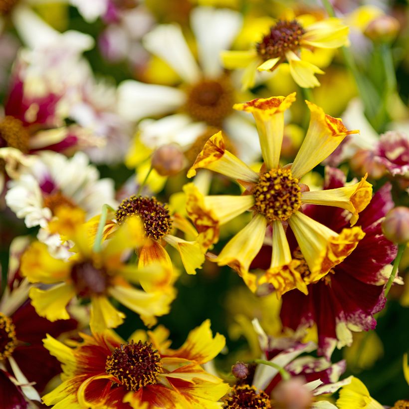 Coreopsis Incredible ! Sea Shells Mix (Fioritura)