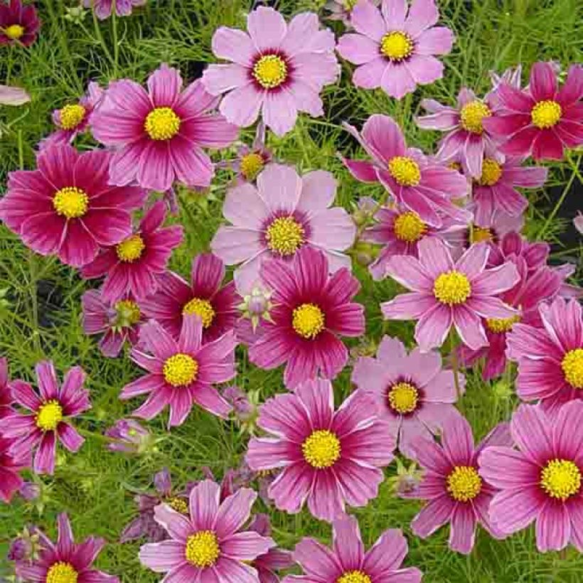 Cosmos Antiquity - Cosmea (Fioritura)
