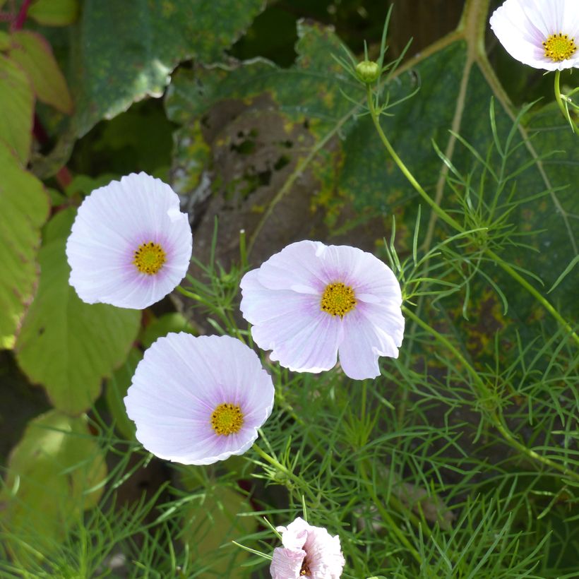 Cosmos Cupsy Blush BIO (semi) - Cosmea (Fioritura)