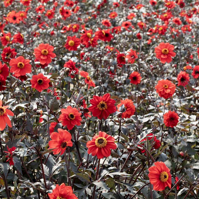 Dalia Black Forest Ruby (semi) (Porto)