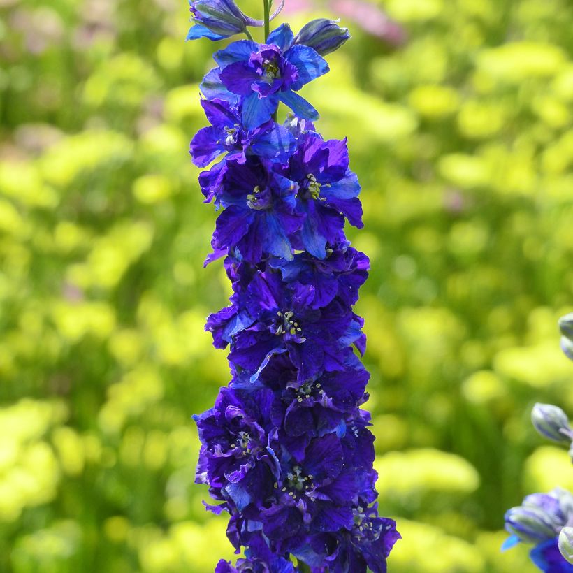 Delphinium Imperial QIS Dark Blue (semi) - Speronella (Fioritura)