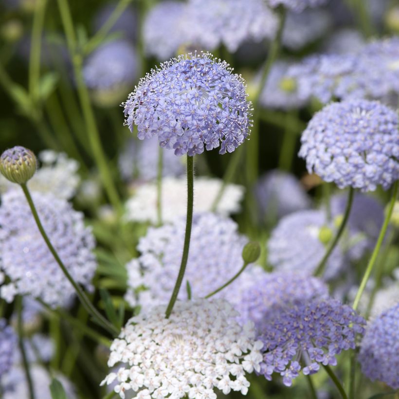 Trachymene coerulea Lace Blue (Fioritura)