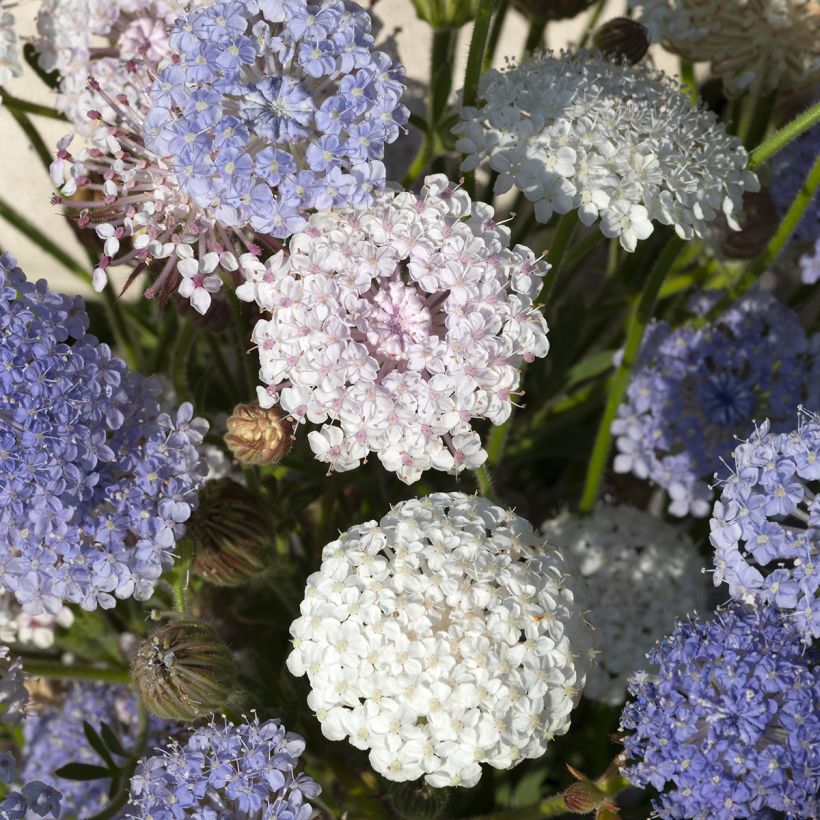 Trachymene caeruleus Lace Heavenly Umbels (semi) (Fioritura)