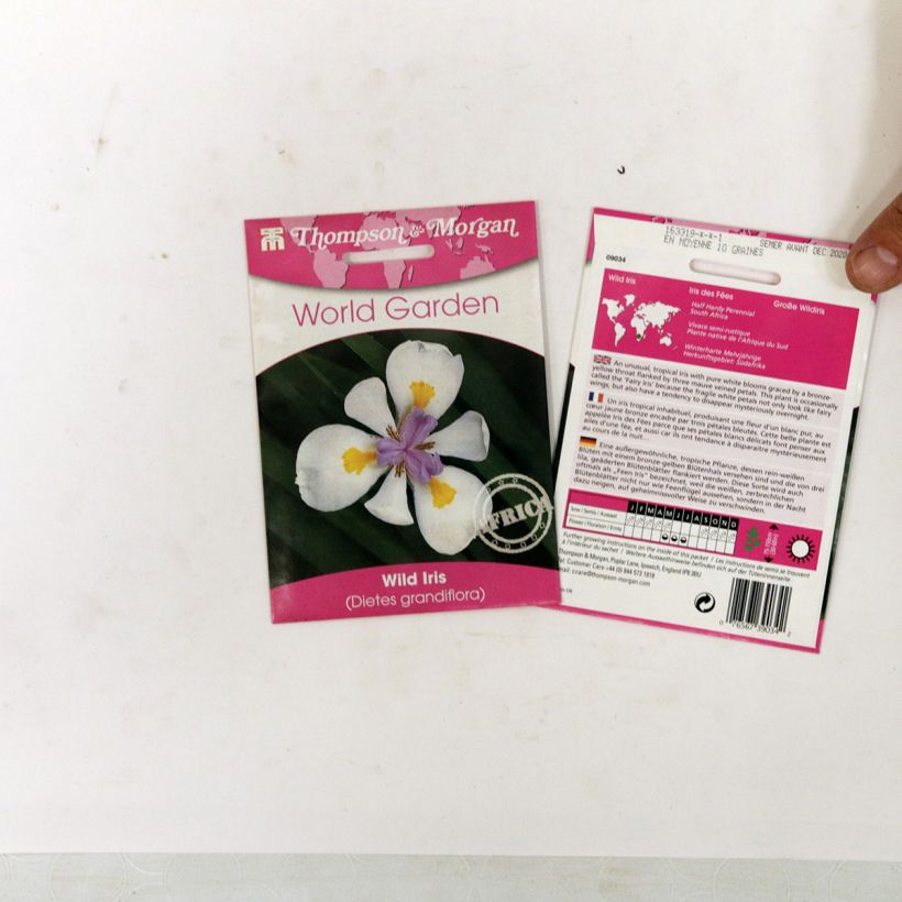 Esempio di esemplare Dietes grandiflora (semi) sacchetto di semi 10 come consegnato