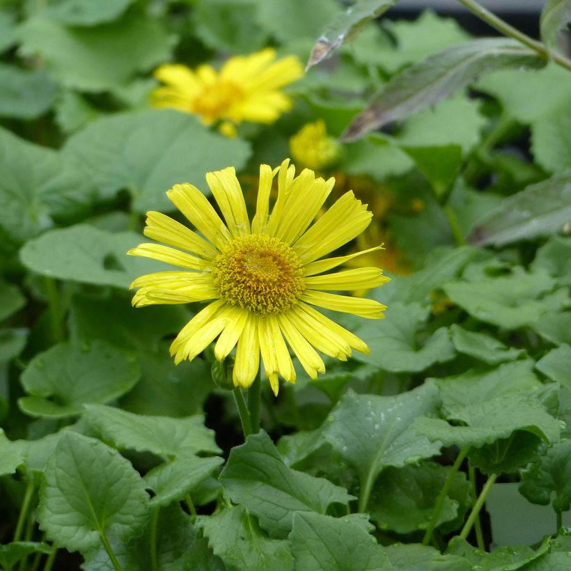 Doronicum orientale Little Leo (semi) - Doronico orientale (Fioritura)