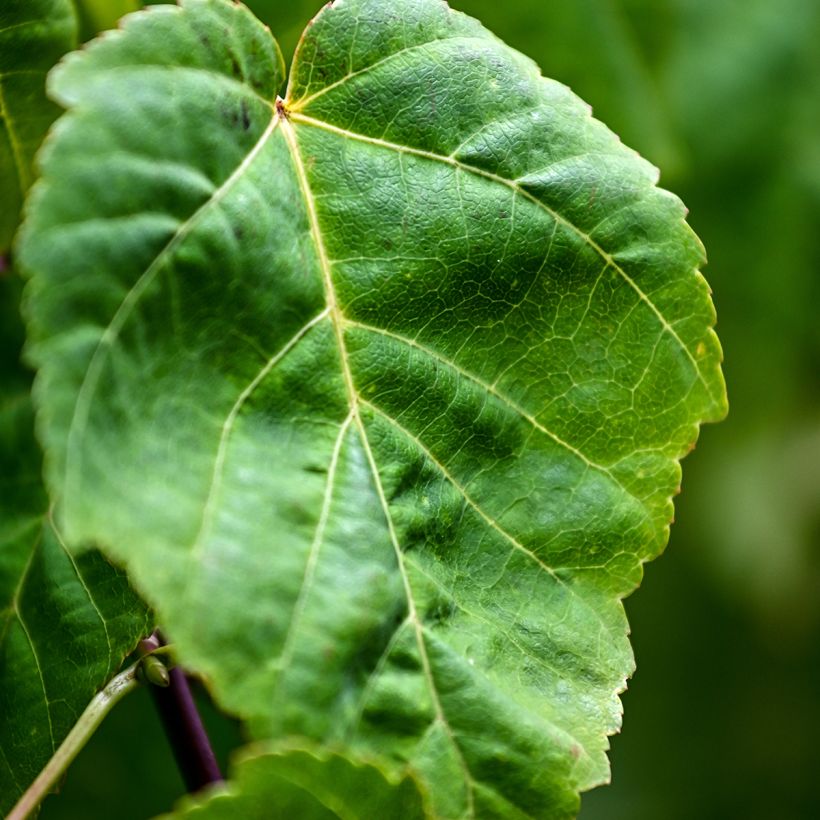 Acer davidii (semi) (Fogliame)