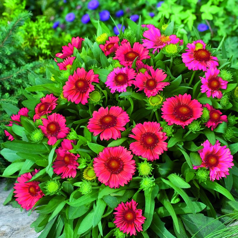 Gaillardia grandiflora Arizona Red Shades (semi) (Porto)