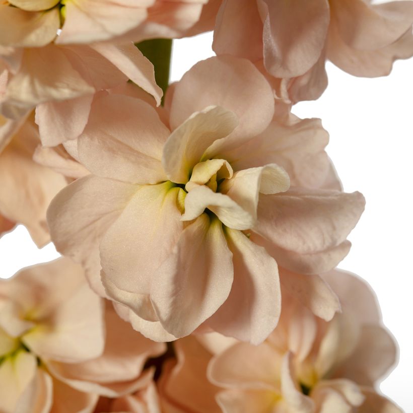 Violaciocca rossa Milla Salmon (semi) (Fioritura)