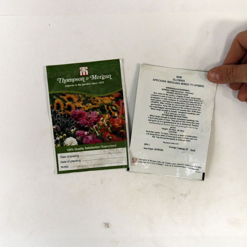 Esempio di esemplare Gloxinia speciosa Brocade Double Mixed F1 Hybrid sacchetto di semi 30 come consegnato