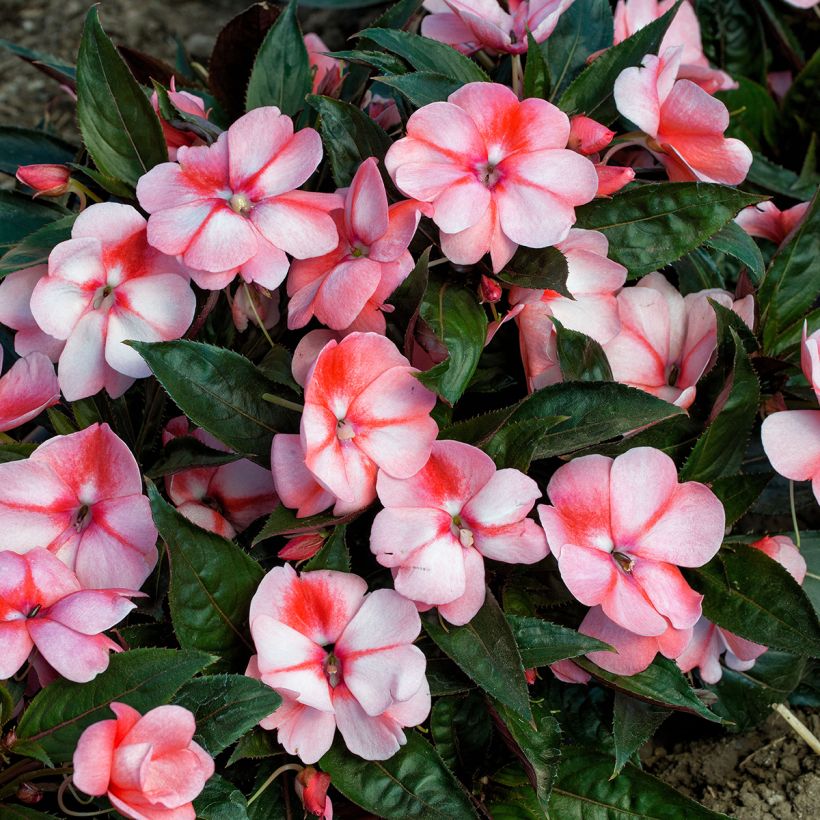 Impatiens Florific Sweet Orange (semi) - Fiore di vetro (Fioritura)