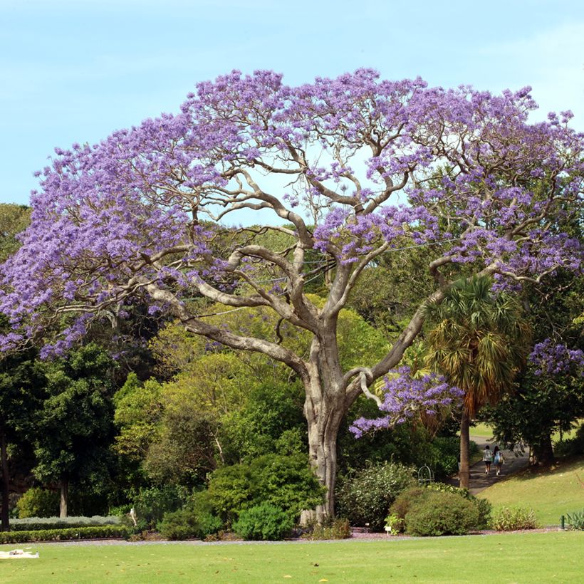 Jacaranda mimosifolia (semi) (Porto)