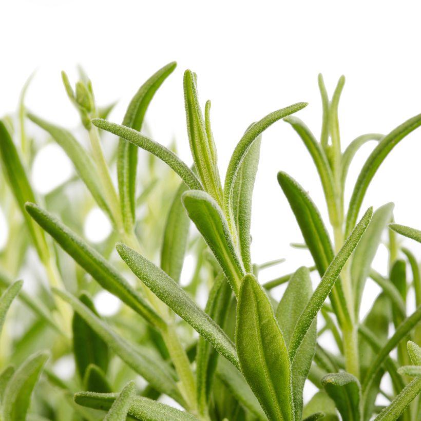 Lavandula angustifolia Cleo-Patio Blue (semi) - Lavanda vera (Fogliame)