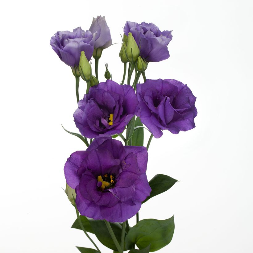 Lisianthus F1 Cessna Blue III (semi rivestiti) - Eustoma (Fioritura)