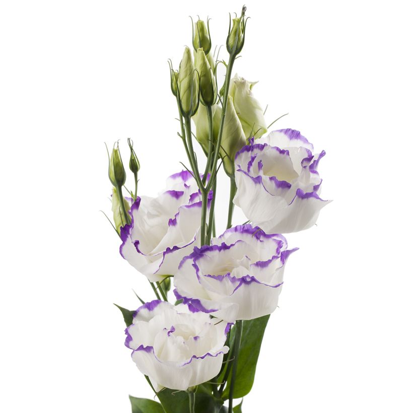 Lisianthus F1 Cessna Blue Picotee III (semi rivestiti) - Eustoma (Fioritura)