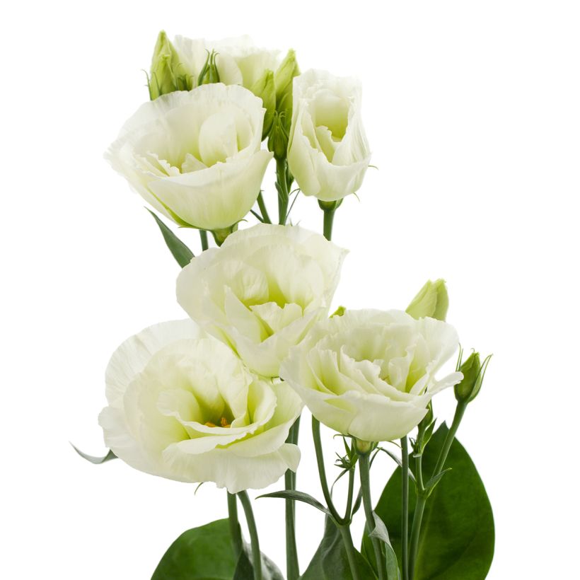 Lisianthus F1 Cessna Green III (semi rivestiti) - Eustoma (Fioritura)