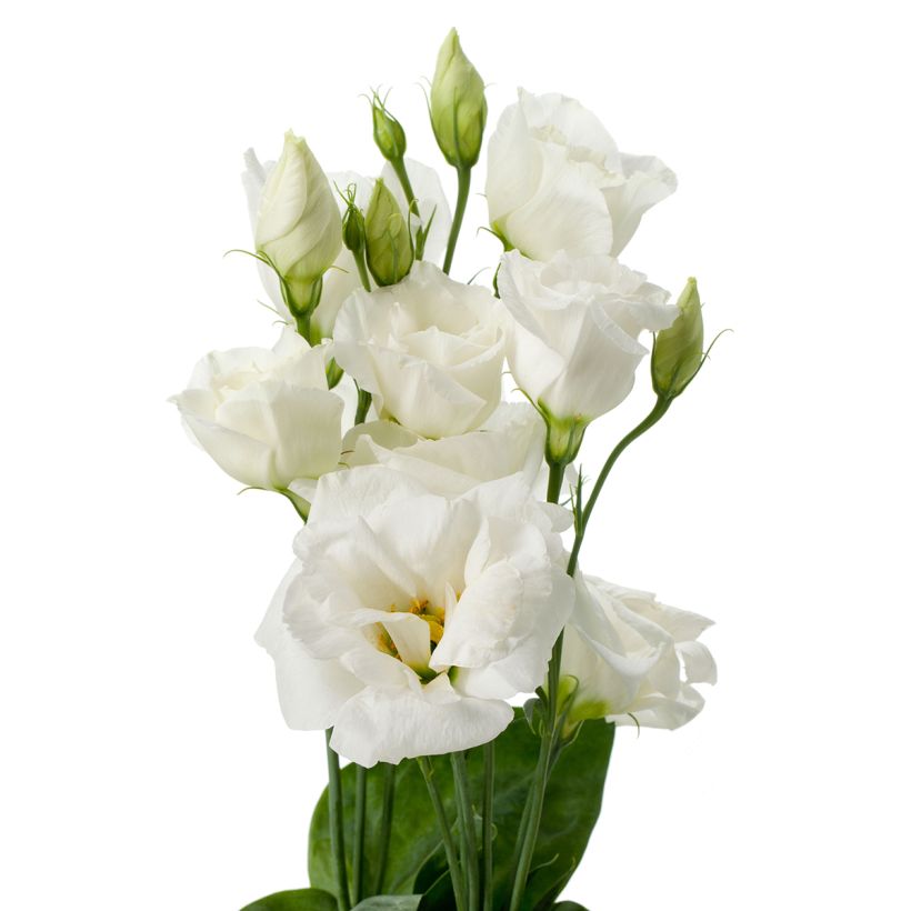 Lisianthus F1 Cessna Pure White III (semi rivestiti) - Eustoma (Fioritura)