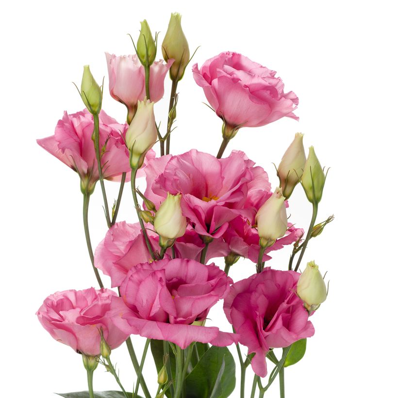 Lisianthus F1 Cessna Rose III (semi rivestiti) - Eustoma (Fioritura)
