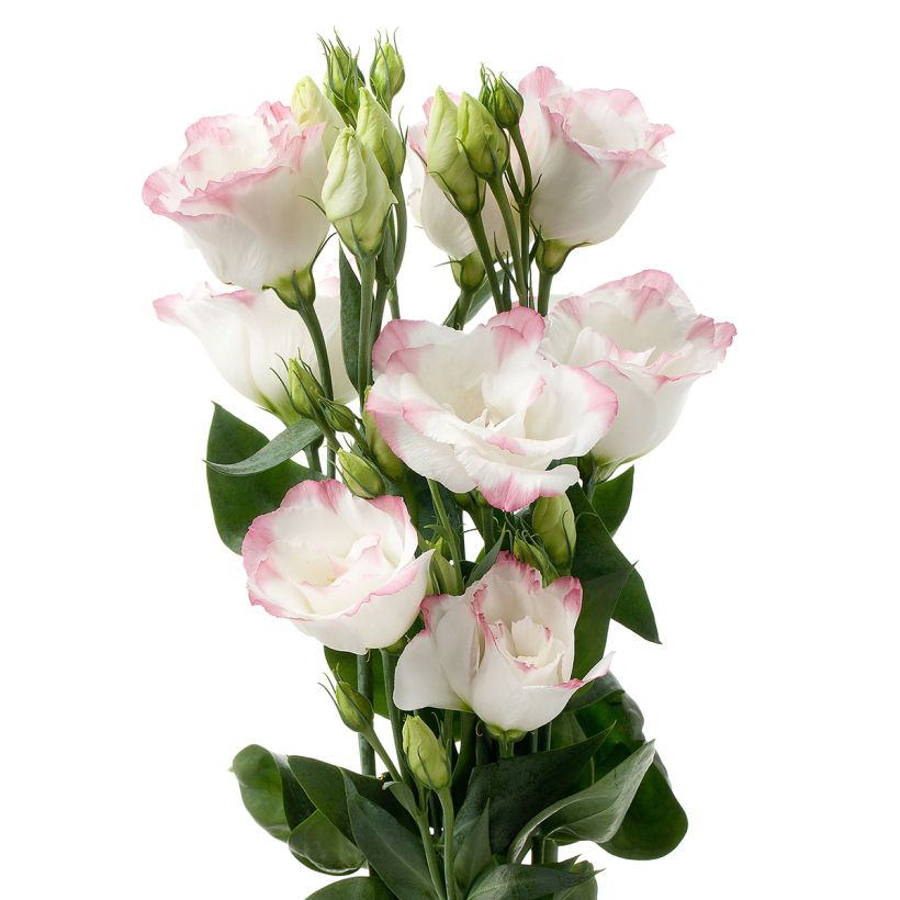 Lisianthus F1 Cessna Rose Picotee III (semi rivestiti) - Eustoma (Fioritura)
