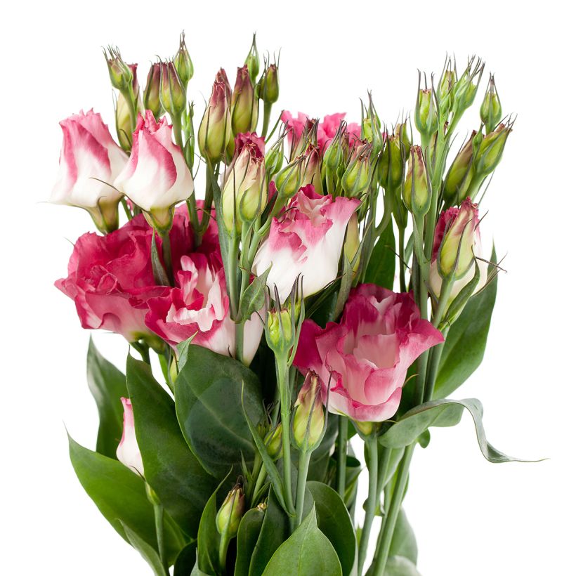 Lisianthus F1 Cessna Vogue IV (semi rivestiti) - Eustoma (Fioritura)