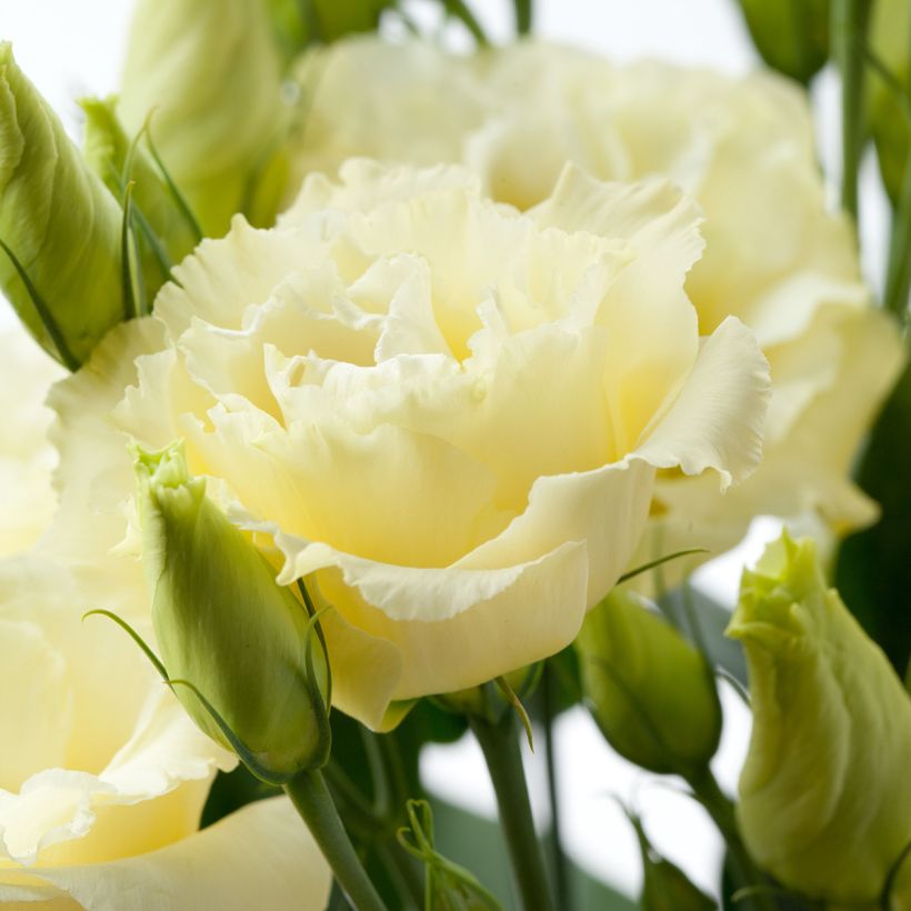 Lisianthus F1 Cessna Yellow III (semi rivestiti) - Eustoma (Fioritura)