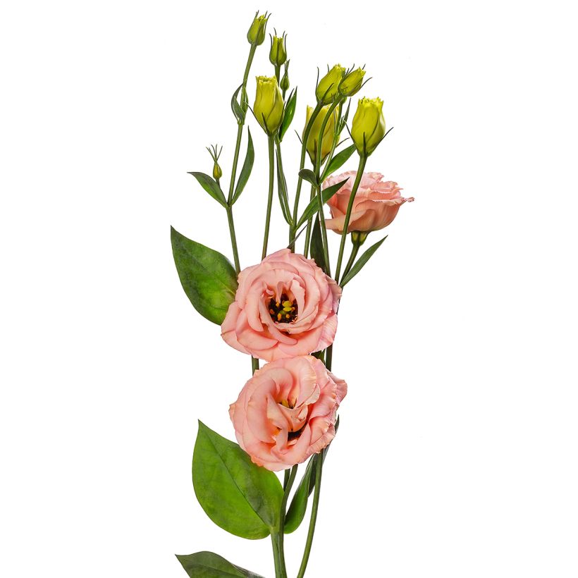 Lisianthus F1 LisAdora Apricot III (semi rivestiti) - Eustoma (Fioritura)