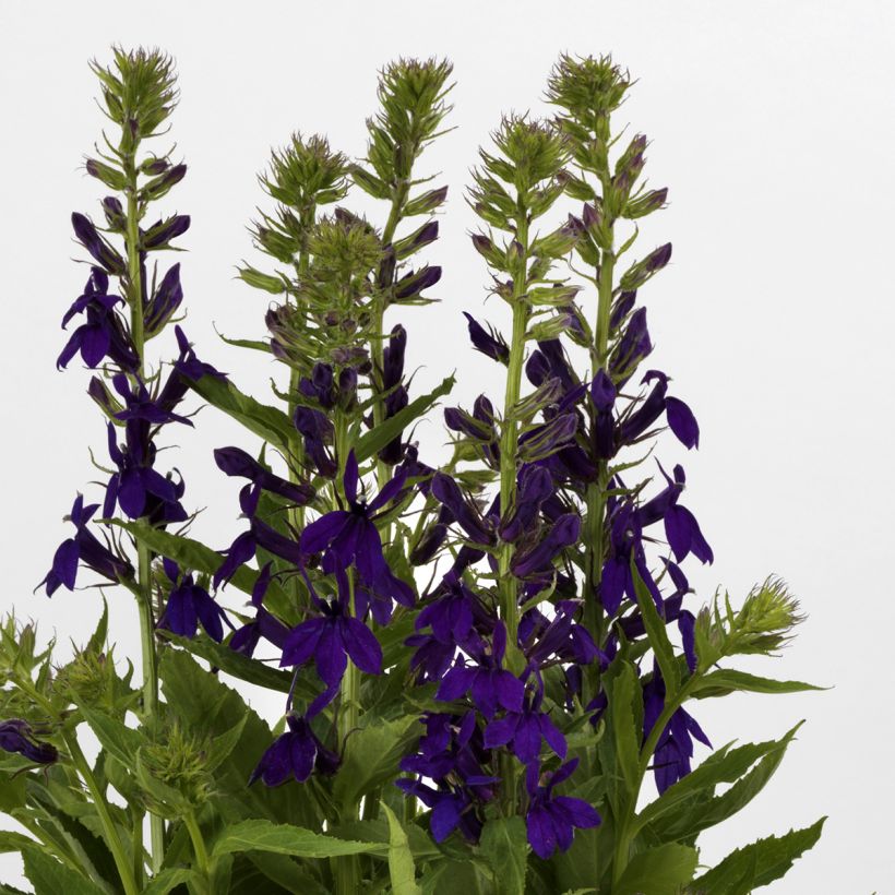 Lobelia speciosa Starship Blue  (Semi rivestiti) (Fioritura)