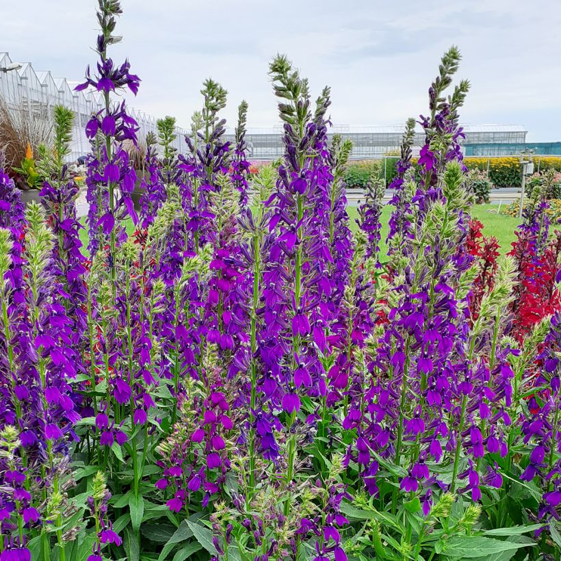 Lobelia speciosa Starship Blue  (Semi rivestiti) (Porto)