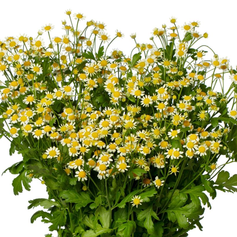 Tanacetum parthenium Camilla (Semi rivestiti) - Tanaceto (Fioritura)