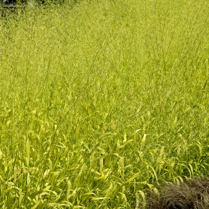 Milium effusum Aureum (semi) - Miglio selvatico (Porto)