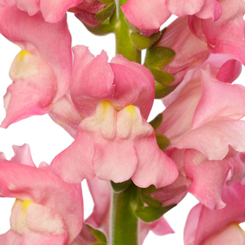 Bocca di leone F1 Avignon Cherry Rose II (semi) - Antirrhinum majus (Fioritura)