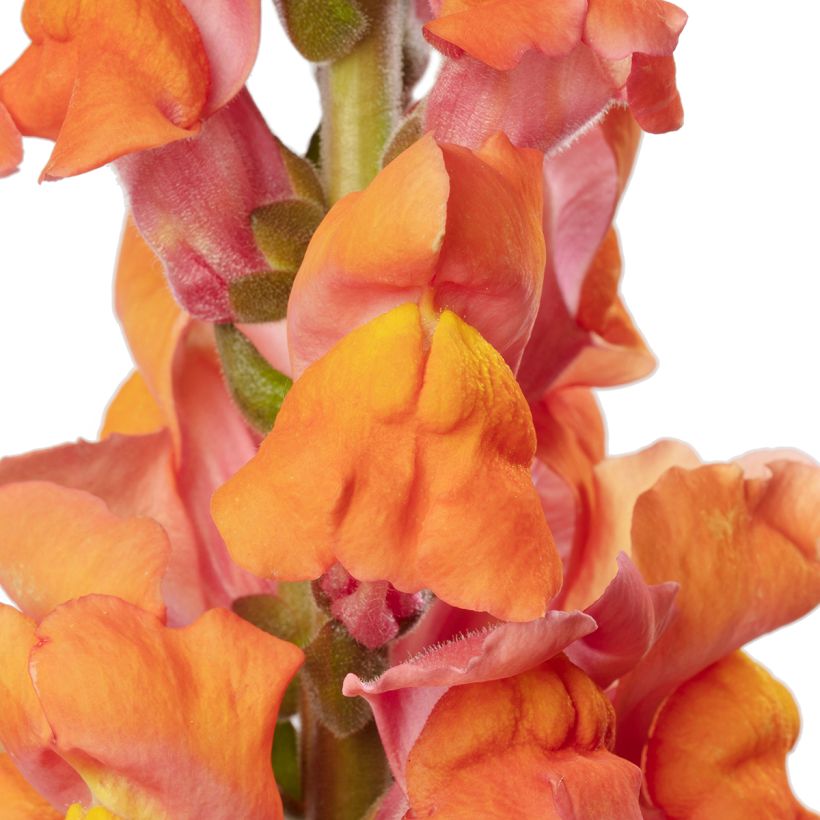 Bocca di leone F1 Avignon Deep Orange II (semi) - Antirrhinum majus (Fioritura)