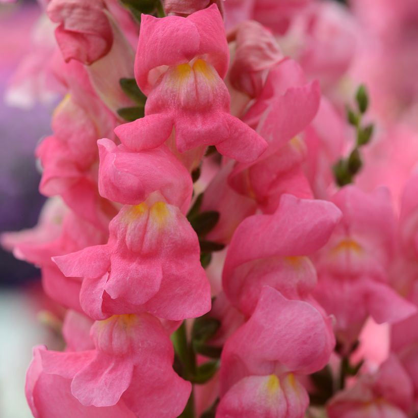 Antirrhinum Rocket Rose Shades (semi) - Antirrino (Fioritura)