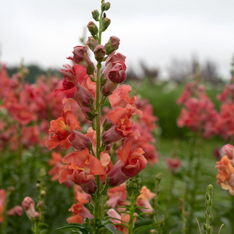 Antirrhinum Madame Butterfly Bronze (semi) - Antirrino (Fioritura)