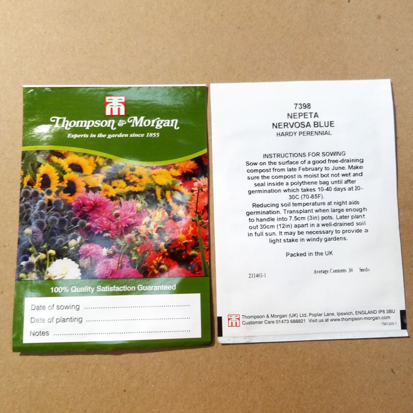 Esempio di esemplare Nepeta nervosa Blue Moon sacchetto di semi 30 come consegnato