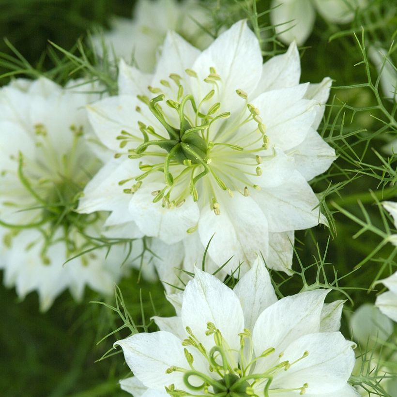 Damigella scapigliata Blanche à capsule verte (Fioritura)