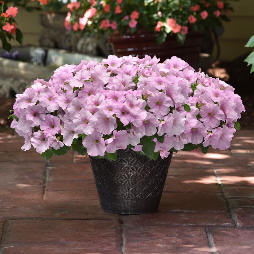 Petunia F1 Easy Wave Pink Pearl (semi) (Porto)