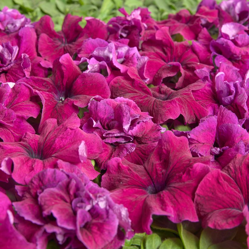 Petunia grandiflora Purple Dwarf (Semi rivestiti) (Fioritura)