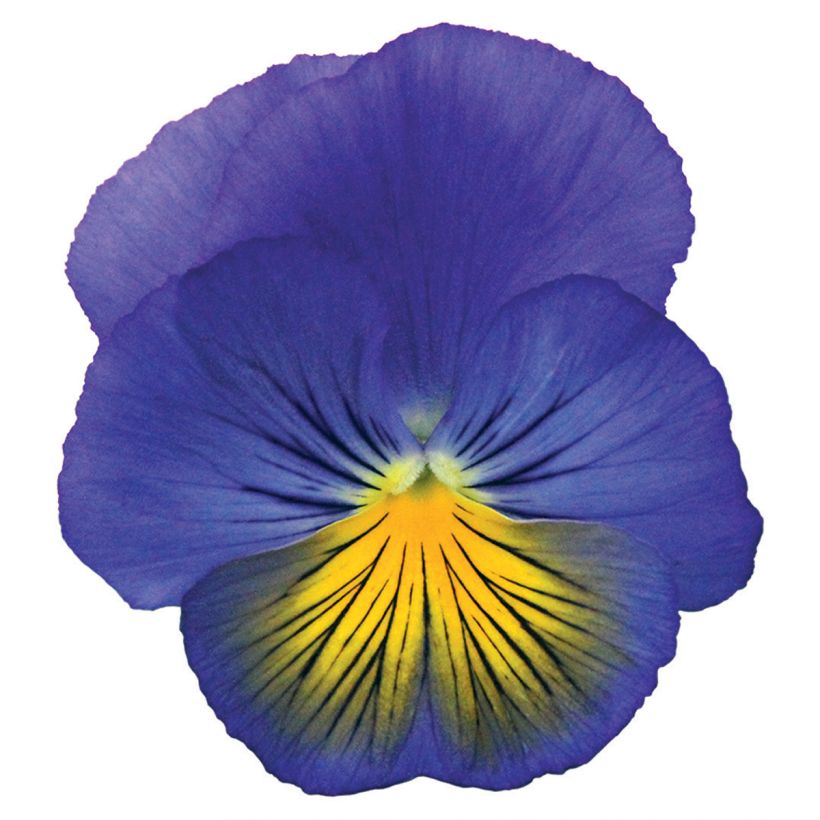 Viola Cats Plus Blue and Yellow (semi) - Viola del pensiero (Fioritura)