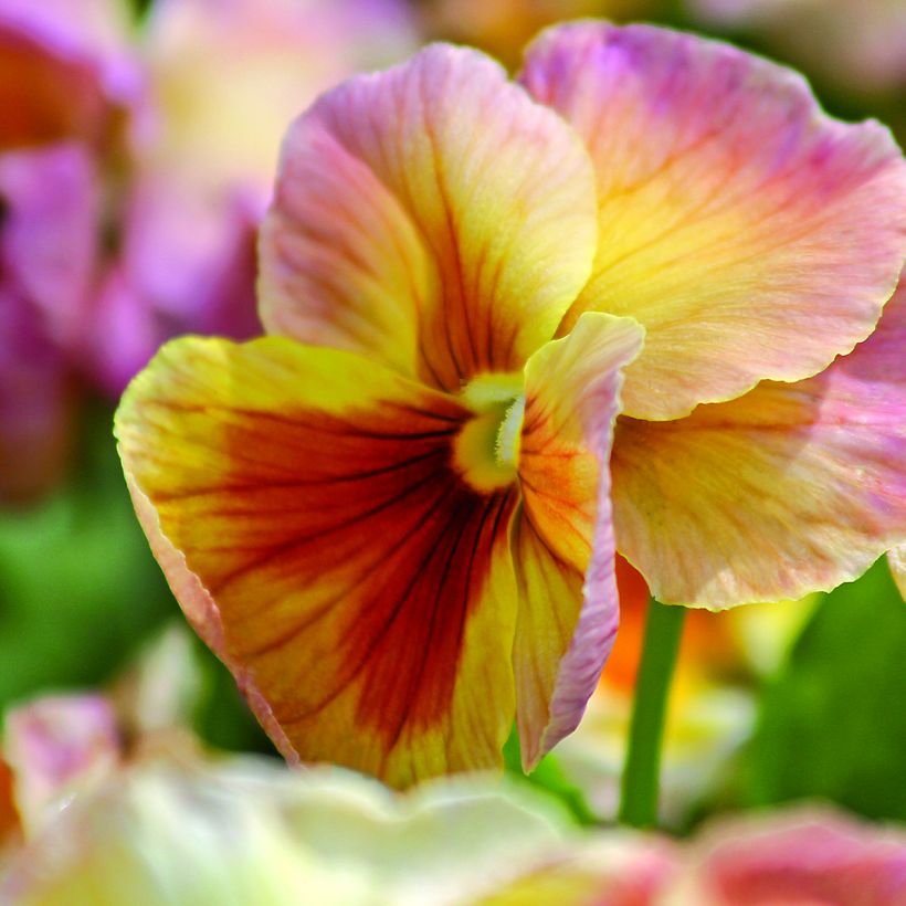Viola Inspire Peach Shades (semi) - Viola del pensiero (Fioritura)