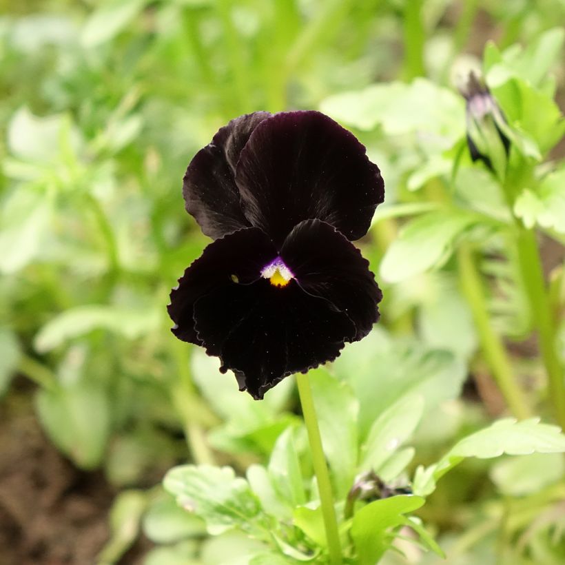 Viola Black Cristal (Fioritura)