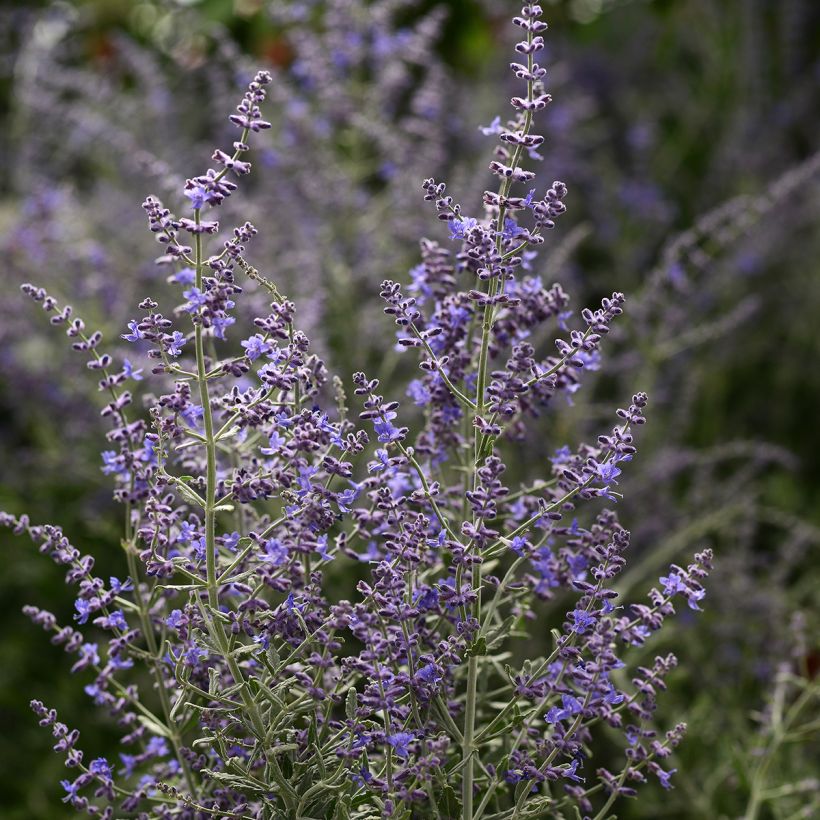Perovskia atriplicifolia Blue Steel (semi) - Salvia russa (Fioritura)