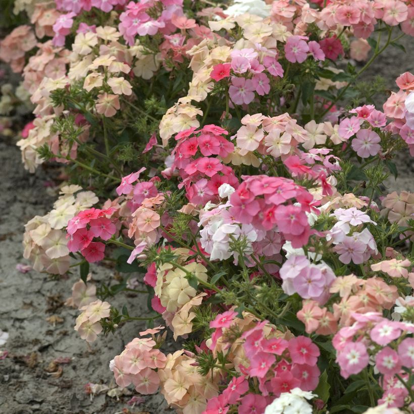 Phlox drummondii Beauty Coral Reef (semi) (Porto)