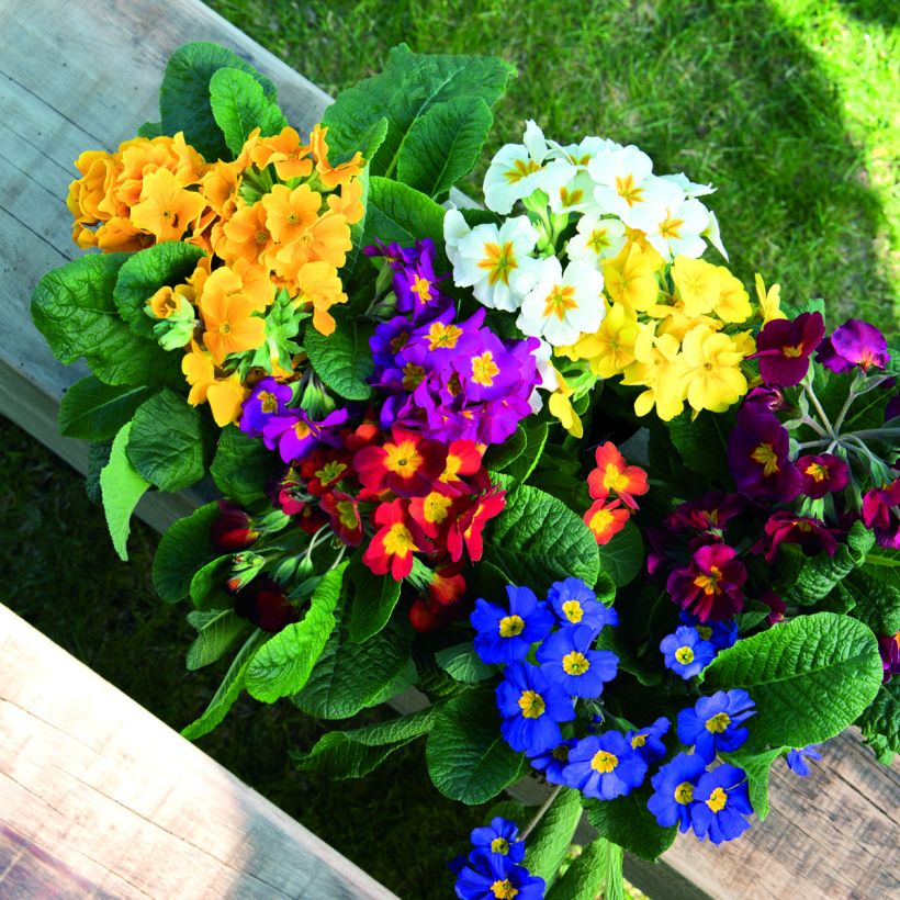 Primula elatior Crescendo® Mix (primed) (semi) - Primula maggiore (Fioritura)
